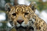 NDE01151514 jaguar / Panthera onca