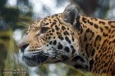 NDE01151517 jaguar / Panthera onca