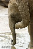 NDE01151532 Aziatische olifant / Elephas maximus