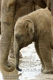 NDE01151533 Aziatische olifant / Elephas maximus