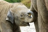 NDE01151544 Aziatische olifant / Elephas maximus