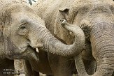 NDE01151550 Aziatische olifant / Elephas maximus