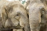 NDE01151553 Aziatische olifant / Elephas maximus
