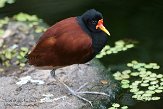 NDE01151589 leljacana / Jacana jacana