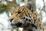 NDE01151612 jaguar / Panthera onca