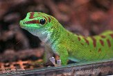 NDE01151648 Madagaskarreuzendaggekko / Phelsuma grandis