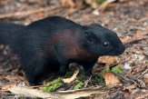 NFF01202283 birma eekhoorn /callosciurus finlaysonii ferrugineus