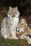 NGP01150944 Euraziatische lynx / Lynx lynx