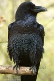 NGP01150951 raaf / Corvus corax