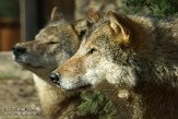 NGP01150972 Europese wolf / Canis lupus lupus