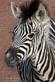 NGP01151003 Damara zebra / Equus quagga burchellii
