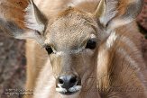 NGP01151019 grote koedoe / Tragelaphus strepsiceros