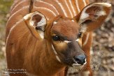 NGP01151036 bergbongo / Tragelaphus eurycerus isaaci