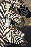 NGP01151081 Damara zebra / Equus quagga burchellii