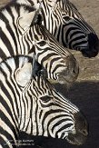 NGP01151081 Damara zebra / Equus quagga burchellii