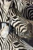 NGP01151085 Damara zebra / Equus quagga burchellii