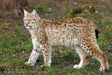 NGP01151136 Euraziatische lynx / Lynx lynx
