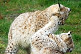 NGP01151139 Euraziatische lynx / Lynx lynx