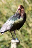 NGP01172461 Puna-ibis / Plegadis ridgwayi