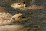 NGP01172470 capibara / Hydrochoerus hydrochaeris