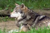 NGP01183345 Europese wolf / Canis lupus lupus