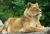 NGP01183370 Afrikaanse leeuw / Panthera leo