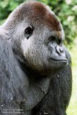 NGP01183394 westelijke laaglandgorilla / Gorilla gorilla gorilla