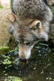 NGP01183397 Europese wolf / Canis lupus lupus