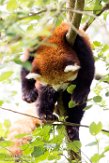 NGP01183415 rode panda / Ailurus fulgens