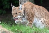 NGP01195462 Euraziatische lynx / Lynx lynx