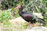 NGP01195497 kaalkopibis / Geronticus eremita