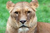 NGP01195591 Afrikaanse leeuw / Panthera leo