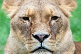 NGP01195618 Afrikaanse leeuw / Panthera leo
