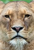 NGP01195622 Afrikaanse leeuw / Panthera leo