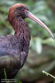 NGP01195725 Puna-ibis / Plegadis ridgwayi
