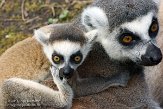 NOH01153234 ringstaartmaki / Lemur catta