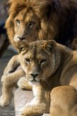 NLH01182704 Afrikaanse leeuw / Panthera leo