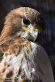 NLH01182718 roodstaartbuizerd / Buteo jamaicensis