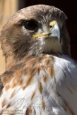 NLH01182720 roodstaartbuizerd / Buteo jamaicensis