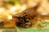 NRI01130409 Japanse vuurbuiksalamander / Cynops pyrrhogaster