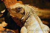 NRI01130424 groene leguaan / Iguana iguana
