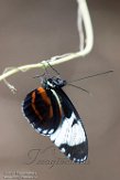 NKC01172175 sneeuwvlek-passiebloemvlinder / Heliconius cydno