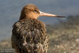 NMV01161847 grutto / Limosa limosa