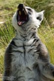 NMV01161867 ringstaartmaki / Lemur catta