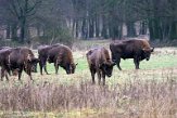 NNL01200234 wisent / Bison bonasus