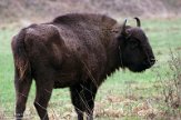 NNL01200257 wisent / Bison bonasus