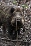 NNL01200286 everzwijn / Sus scrofa