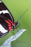 NOH01153091 passiebloemvlinder / Heliconius doris