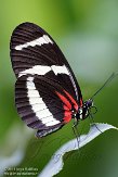 NOH01153092 passiebloemvlinder / Heliconius doris