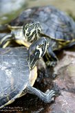 NOH01153105 geelbuikschildpad / Trachemys scripta scripta